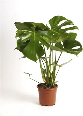 Produktbild von Monstera delicosa 60-70 cm Köstliche Fensterblatt Zimmerpflanze