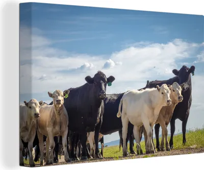 Produktbild von OneMillionCanvasses® - Leinwandbilder - 150x100 cm, Tiere - Kuh - Luft, Wandbilder Kunstdruck Wanddekoration