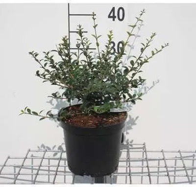 Obrázok produktu pre Osmanthus delavayi - Čínsky voňavý kvet 30- 40 cm - Kontajner