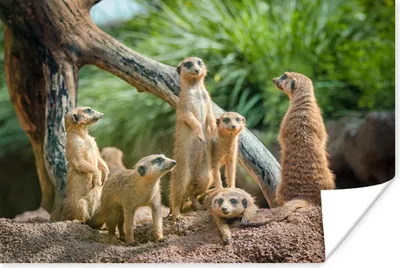 Produktbild von MuchoWow® Poster Erdmännchen - Familie - Tiere 60x40 cm - Schlafzimmerdekoration