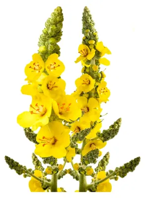 Produktbild von Samen Königskerze großblütig (Verbascum thapsiforme) – Bienenfreundliche Wildblume für Garten & Naturbeet