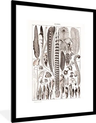 Produktbild von MuchoWow® Gerahmtes Poster Vogel - Federn - Tiere 60x80 cm - Poster mit Schwarzem Bilderrahmen Wandposter Rahmen Foto Bilder - Wohnzimmer - Dekorationen - Prämie