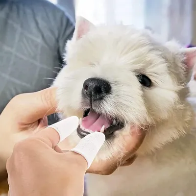 Produktbild von Fingerzahnbürste für Haustiere - 10er Pack - Tierzahnbürste - Wiederverwendbare Fingerzahnpflege für kleine Hunde und Katzen - Einfache Mundpflege
