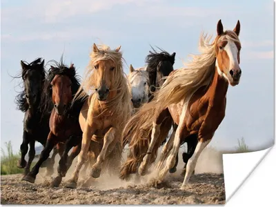 Produktbild von MuchoWow® Poster Laufende Pferde in der Mongolei 120x90 cm - Wandbild