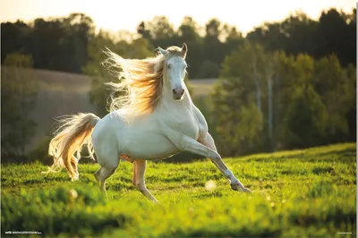 Produktbild von white Horse - Pferde Tier Poster Druck - Größe 91,5x61 cm