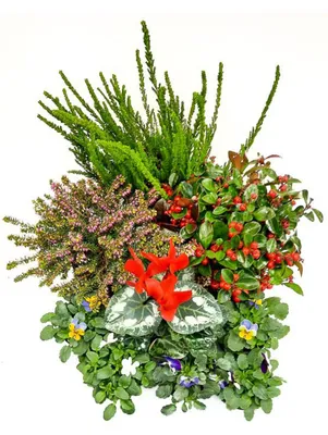 Produktbild von Enseleits Herbst Blumen Set Nr.13 Calluna, Scheinbeere, Schneeheide, Alpenveilchen, Hornveilchen
