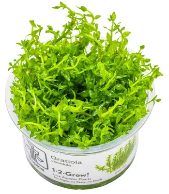 Produktbild von Aquarium Pflanze Gratiola viscidula Tropica Nr.042 TC In Vitro Wasserpflanze