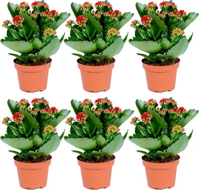 Image de Bloomique - Lot de 6 - Kalanchoé - Fleurs rouges - Plante d'extérieur et d'intérieur - Hauteur 15-25 cm - Pot 12 cm