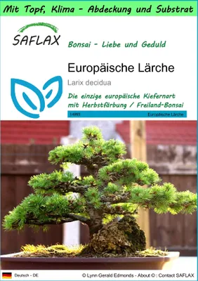 Produktbild von SAFLAX Garden to go - Europäische Lärche - Larix decidua - 75 Samen - Mit Topf, Klima - Deckel und Anzuchtsubstrat