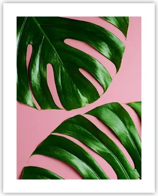 Produktbild von Poster - Poster ohne Rahmen - Monstera Blatt Rosa - 40x50 cm - Wand Bild - Wanddeko - Wandbilder - Kunstposter - Wandposter - Bilder - Kunstdruck - Wanddekoration - Wandbild - P2XPA40x50-4407