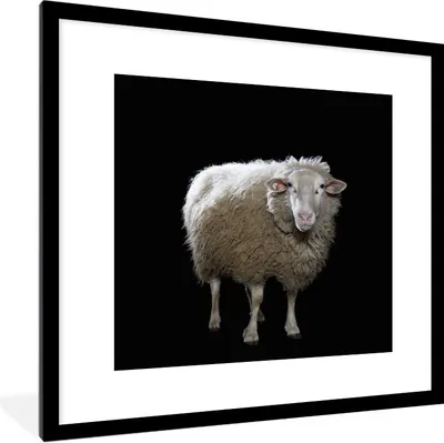 Produktbild von MuchoWow® Gerahmtes Poster Schafe - Nutztiere - Schwarz 40x40 cm - Poster mit Schwarzem Bilderrahmen Wandposter Rahmen Foto Bilder - Poster - Plakat im Rahmen