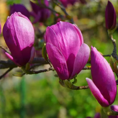 Immagine prodotto di Magnolia viola (Magnolia liliiflora) - 5 semi