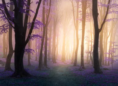 Produktbild von Papermoon VLIES Fototapete, Digitaldruck,  Mystischer Fogga-Wald (775)