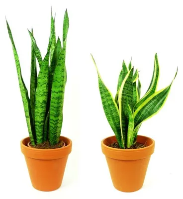 Produktbild von Gardners Set: DUO Sansevieria (Zimmerpflanzen)