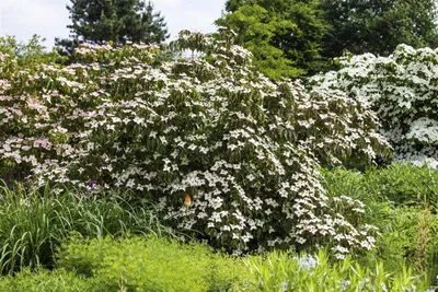 Produktbild von Cornus kousa 'Cappucino', Japanischer Blumen-Hartriegel, 40–60 cm, cremeweiß