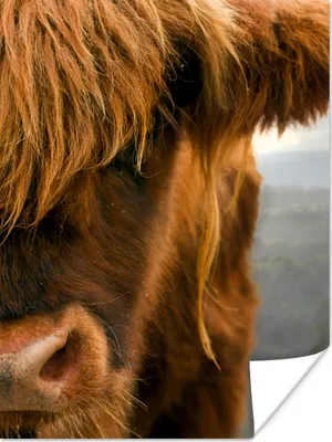 Produktbild von MuchoWow® Poster Schottischer Highlander - Orange - Nase 90x120 cm - Wohnzimmer
