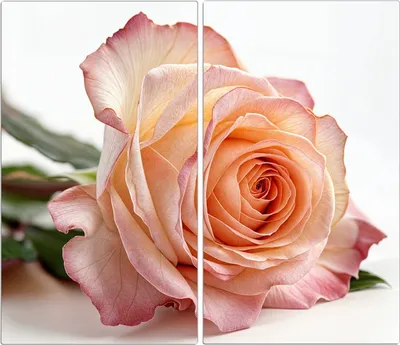 Produktbild von Spritzschutz Herdabdeckplatte Schneidebrett aus Glas Elegante Rose Blüte 2-Teilig (60x52cm)