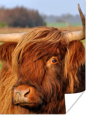 Produktbild von MuchoWow® Poster Schottischer Highlander - Gras - Baum 90x120 cm - Wohnzimmer