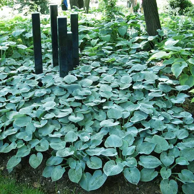 Produktbild von Funkie Hosta Knolle Zierblätter Schattenpflanzen Funkie Buckshaw Blue 1 St.