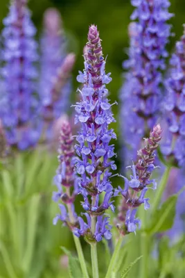 Produktbild von Salvia nemorosa 'Blauhügel', Steppensalbei, blau, ca. 9x9 cm Topf