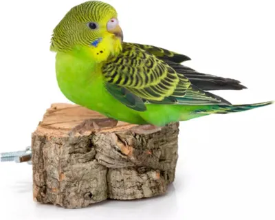 Produktbild von BioCork Shelf Natürliche Sitzstange, Regal aus Korkeichenzweigen für Papageien