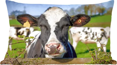 Produktbild von MuchoWow® Zierkissen Sofakissen Wohnzimmer Dekokissen 60x40 cm Kuh - Zaun - Gras - Tiere - Kopfkissen - Polster mit Foto
