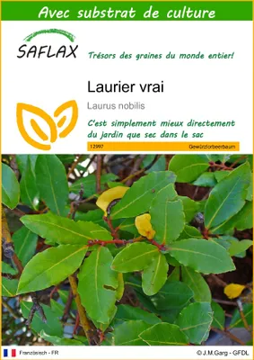 Image de SAFLAX  - Laurier vrai - 6 graines - Avec substrat - Laurus