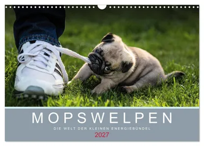 Produktbild von Mopswelpen (Wandkalender 2027 DIN A3 quer), CALVENDO Monatskalender