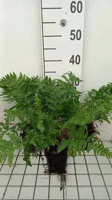 Produktbild von 6 x Dryopteris carthusiana - Dorniger Wurmfarn - Topf 9 x 9 cm