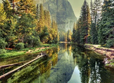 Produktbild von Grüne Fototapete mit See | Tannenwald Fototapete mit Bergsee ideal für Wohnzimmer und Schlafzimmer | Wald Tapete mit Tan