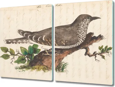 Produktbild von Coloray Küchenbrett Kochplattenabdeckung Hackbrett Schneidebrett Herdabdeckplatte 2x40x52 cm - Vogel Zeichnung