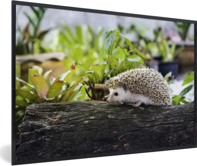 Produktbild von MuchoWow® Gerahmtes Poster Igel läuft auf Baumstamm 90x60 cm - Poster mit Schwarzem Bilderrahmen Wandposter Rahmen Foto Bilder - Fotorahmen - Foto-Plakat