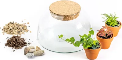 Obrázek produktu pro Gardners Skleněná dóza AURINIA OSÁZEJ SI SÁM vlhkomilně, M