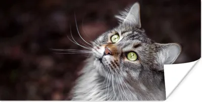 Produktbild von MuchoWow® Poster Eine graue Maine Coon Katze 40x20 cm - Poster für die Wand - Poster Schlafzimmer