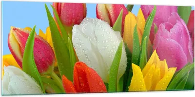 Produktbild von Bilder auf glas - Tulpen Blumenstrauß Blumen Tau - 120x50cm - Glasbilder - Wandbilder - Kunstdruck - zum Aufhängen bereit - Wanddekoration aus Glas - Glas Bilder - Wandbild auf Glas - GAB120x50-2526