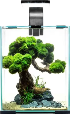 A small aquarium with a bonsai-like decoration inside.