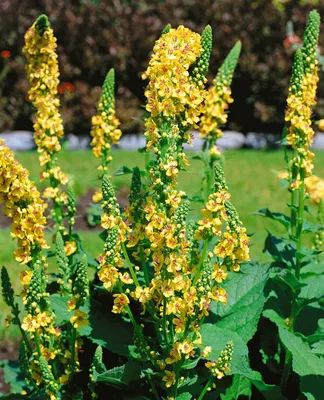 Produktbild von Verbascum chaixii 'Sixteen Candles', Königskerze, gelb, ca. 9x9 cm Topf