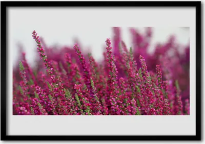 Produktbild von Bild 100x70 MDF-Rahmen Wandkunst Blumen Wiese Natur Pflanze
