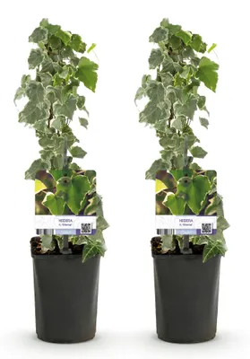 Produktbild von GreenboutiQ - Kletterpflanze - Hedera helix - Blätter grün - Immergrün - 2 Pflanzen - Topf 11cm Höhe 40cm