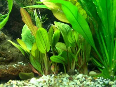 Produktbild von 10 lose Echinodoren und 10 lose Cryptocorynen