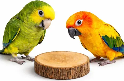Image de Tranche de bois de bouleau pour les pattes ou les jouets pour perroquets 4-6 cm de diamètre