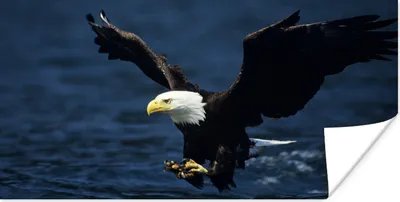 Produktbild von MuchoWow® Poster Adler - Nahaufnahme - Wasser 40x20 cm - Poster für die Wand - Poster Schlafzimmer
