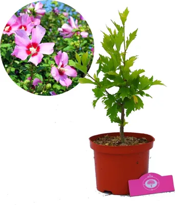 Obrázok produktu pre Hibiscus Syriacus 'Maike' Althea ker, 2 l kvetináč