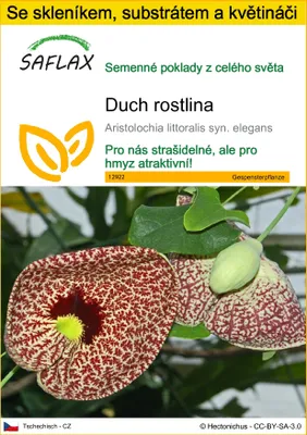 Obrázek produktu pro SAFLAX Kultivační sada - duch rostlina - Aristolochia littoralis syn. elegans - 80 Semena - S mini skleníkem, pěstebním substrátem a 2 květináči