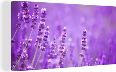 Produktbild von OneMillionCanvasses® - Leinwandbilder - Bild auf Leinwand Wandbild Leinwandbild Lavendel - Nahaufnahme - Blumen - Lila, 80x40 cm, Kunstdruck Wandkunst Gemälde auf Holzrahmen - Bilder auf Leinwand
