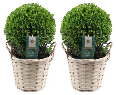 Produktbild von Plants by Frank | Echte Stechpalme Kugel im Korb | Ilex Crenata 'Jenny' | Set von 2 Stück | Gartenpflanzen | Herbst Pflanzen