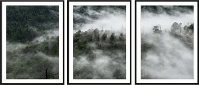 Immagine prodotto di BILDPOSTER IN QUADRO 33x43cm Trittico di 3 dipinti Foresta Nero Bianco P2034