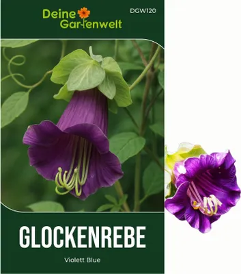 Produktbild von Glockenreben Violett Blue Samen - Cobaea scandens - Glockenrebensamen - Blumensamen - Saatgut für 8 Pflanzen