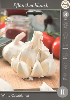 Produktbild von Pflanzknoblauch White Casablanca