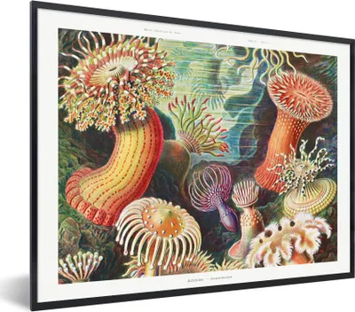 Produktbild von MuchoWow® Gerahmtes Poster Ernst Haeckel - Anemone - Retro - Natur - Pflanzen 40x30 cm - Poster mit Schwarzem Bilderrahmen Wandposter Rahmen Foto Bilder - Kunstposter - Wanddekorationen